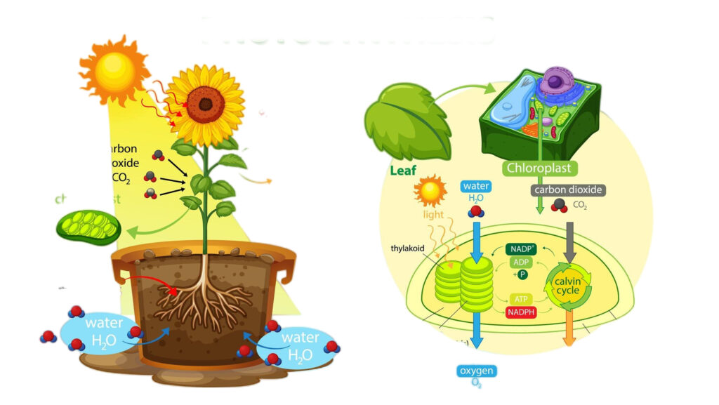 揭秘「小學常識科 植物的各部分及其功能」：葉子的構造與功能