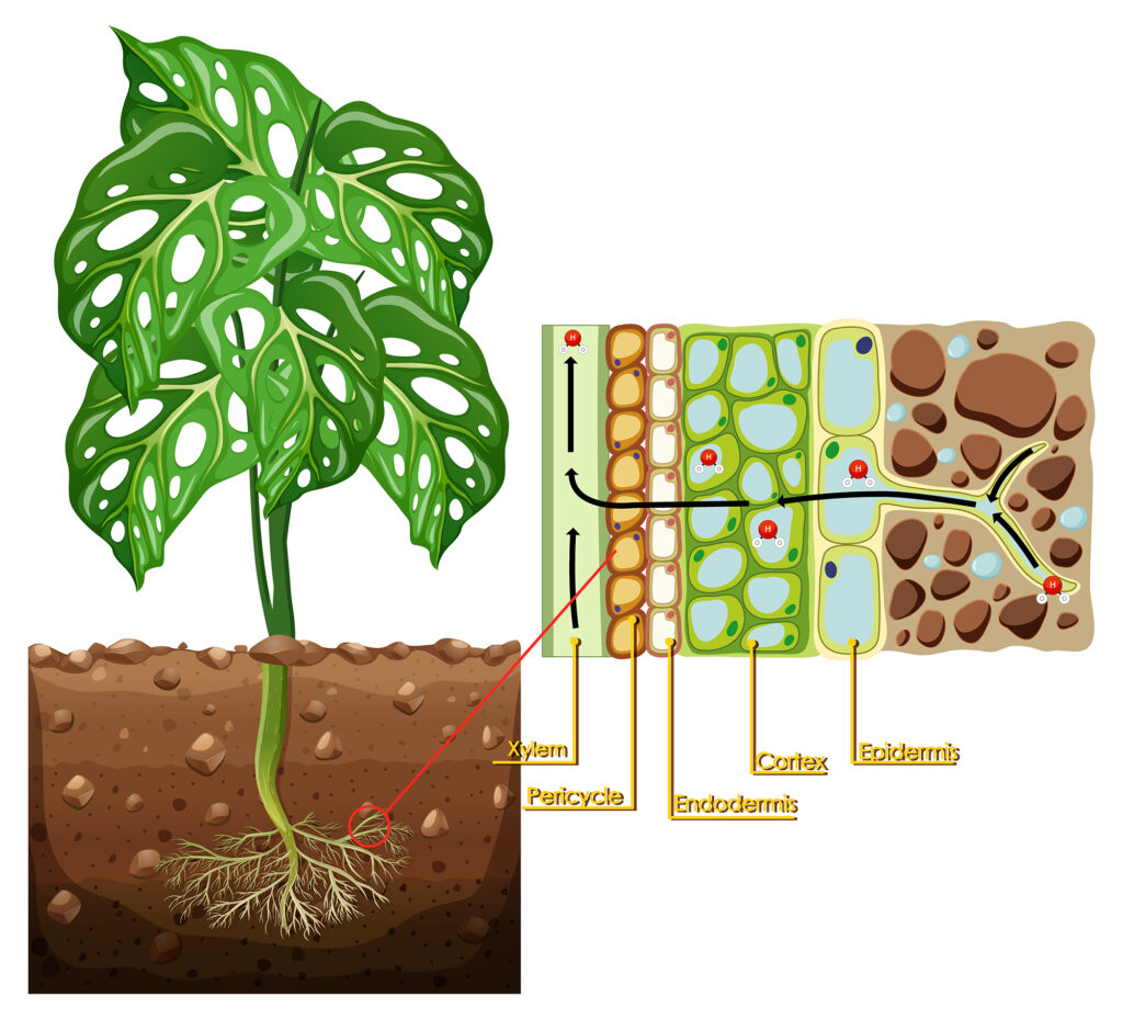一、植物的組成：揭開生命之窗