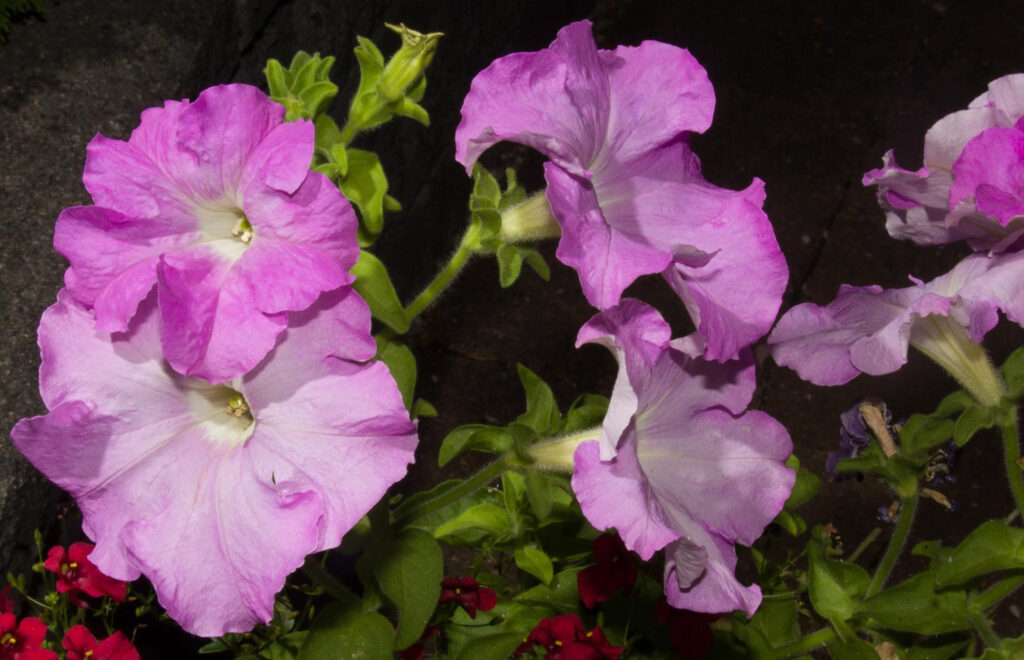 2024一人一花：矮牽牛的生長奧秘：種植指南