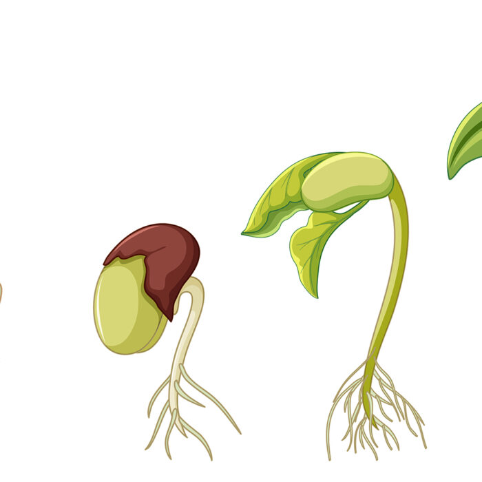種子發芽：親子科學實驗，探索植物奧秘