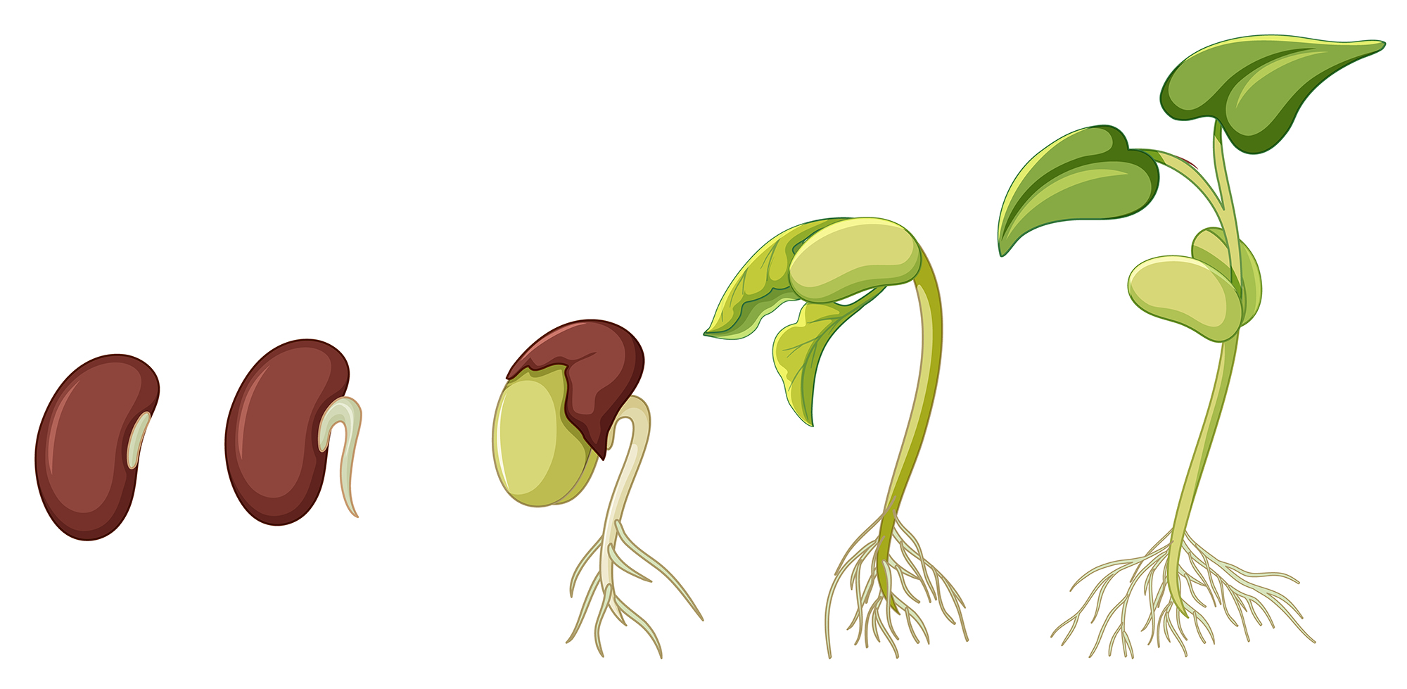 種子發芽：親子科學實驗，探索植物奧秘
