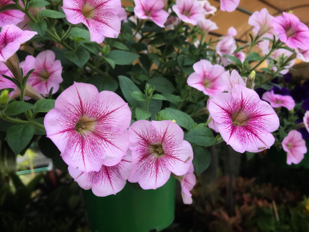 2024一人一花：矮牽牛種植指南，家長必讀的園藝秘笈