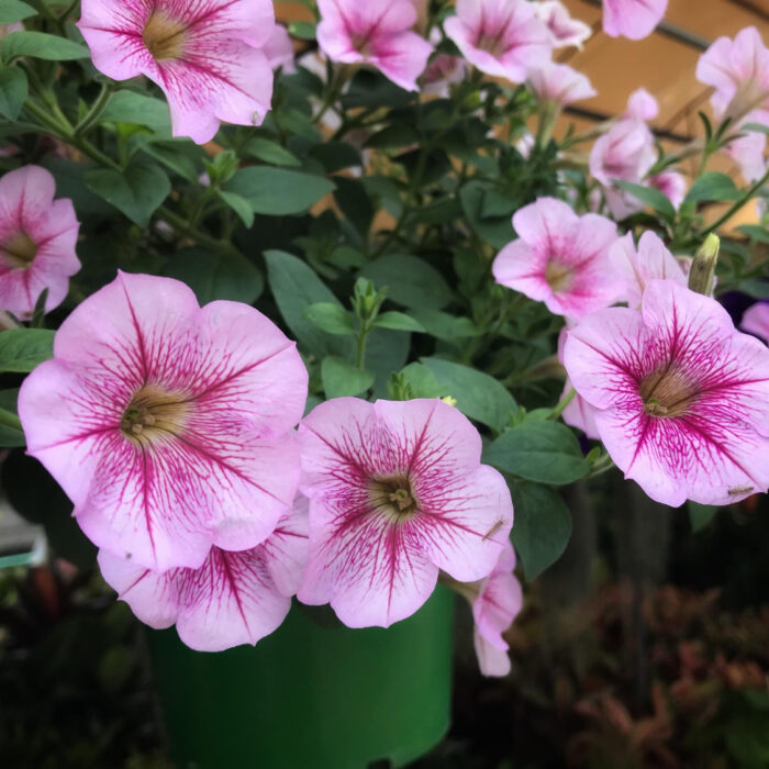 2024一人一花：矮牽牛種植指南，家長必讀的園藝秘笈